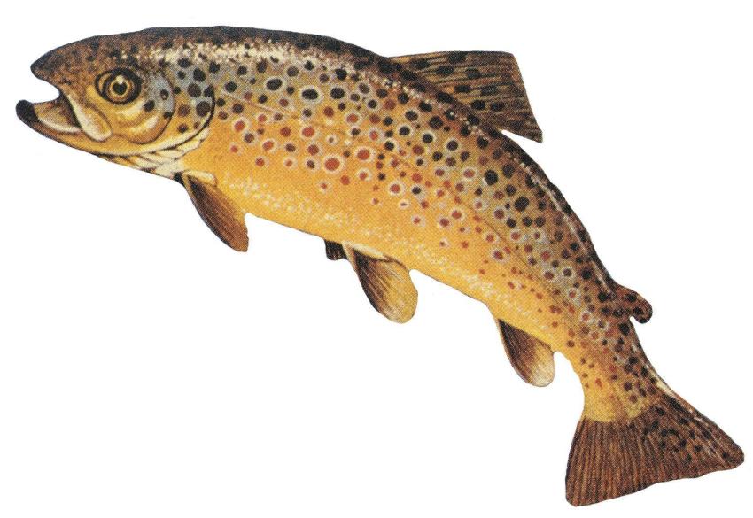 Brown Trout (Salmo trutta)