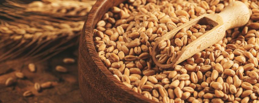 Raw wheat grains in a wooden bowl and in a scoop, close-up