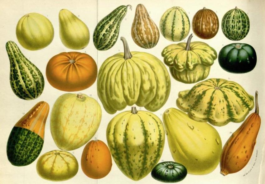 Summer Squash. Cucurbita pepo. (1857)