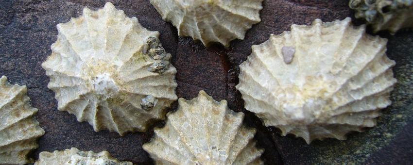 A group of common limpets (Patella vulgata) in Pembrokeshire, Wales