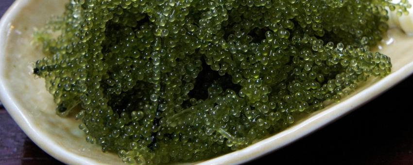 Caulerpa lentillifera, at Miyakojima, Okinawa prefecture, Japan