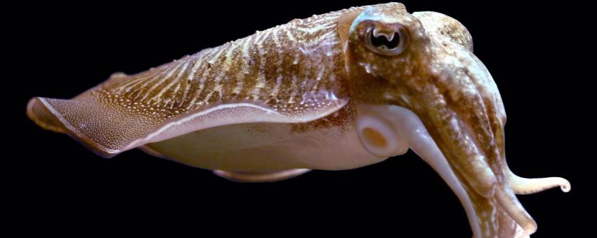 Cuttlefish at Nausicaä Centre National de la Mer, Boulogne-sur-Mer, France