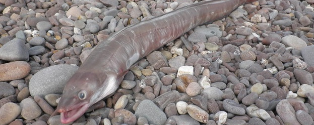 conger eel