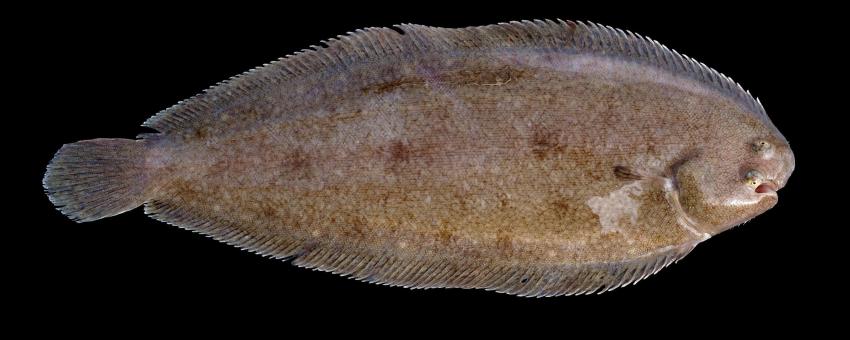 Dover Sole from the Belgian coastal waters.