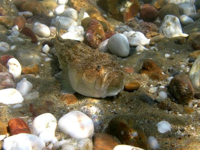 Uranoscopus scaber photographed in Paros, Greece.