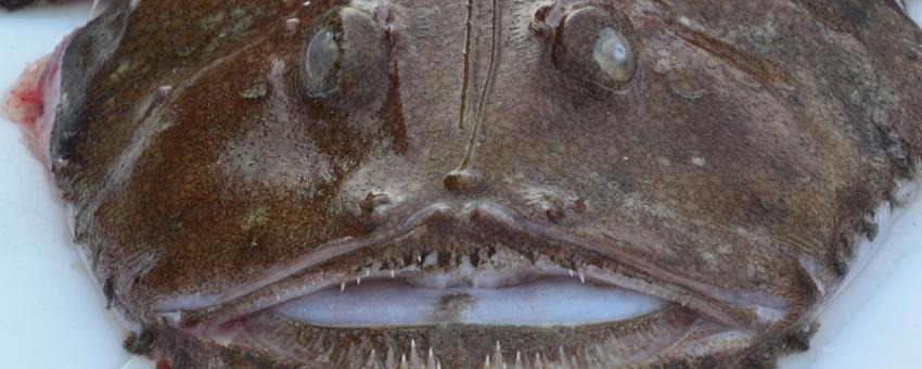 monkfish - lotte