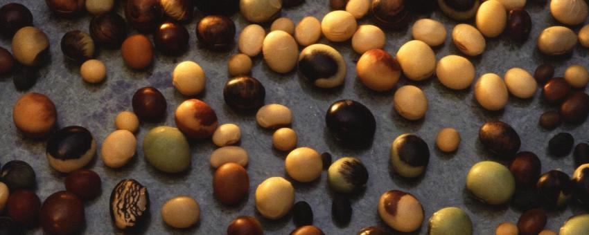 Varieties of soybeans (Glycine max).