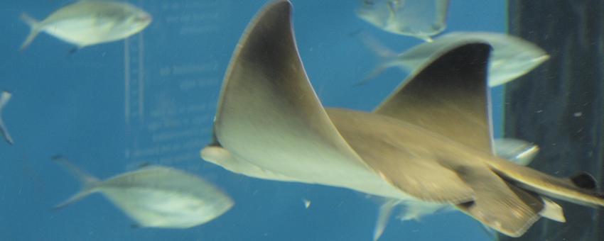 A common eagle ray at Barcelona Aquvarium