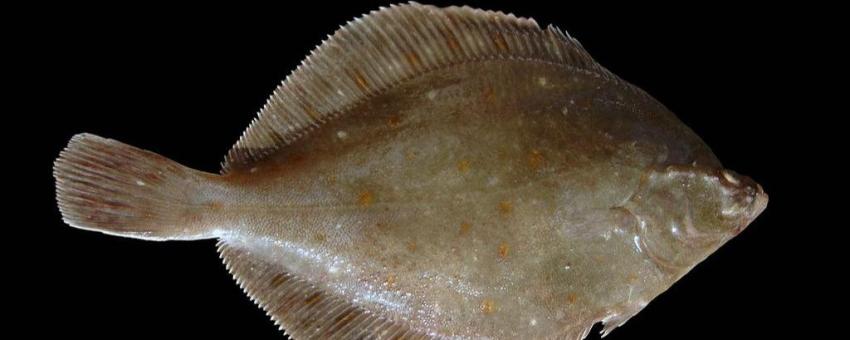 Plaice on board of RV Belgica from the southern North Sea.