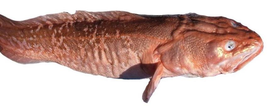 Genypterus blacodes