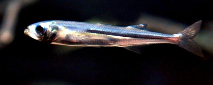 The sand smelt (Atherina presbyter) in the Océanopolis Aquarium, Brest, France