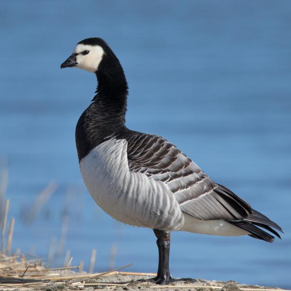 Barnacle Goose