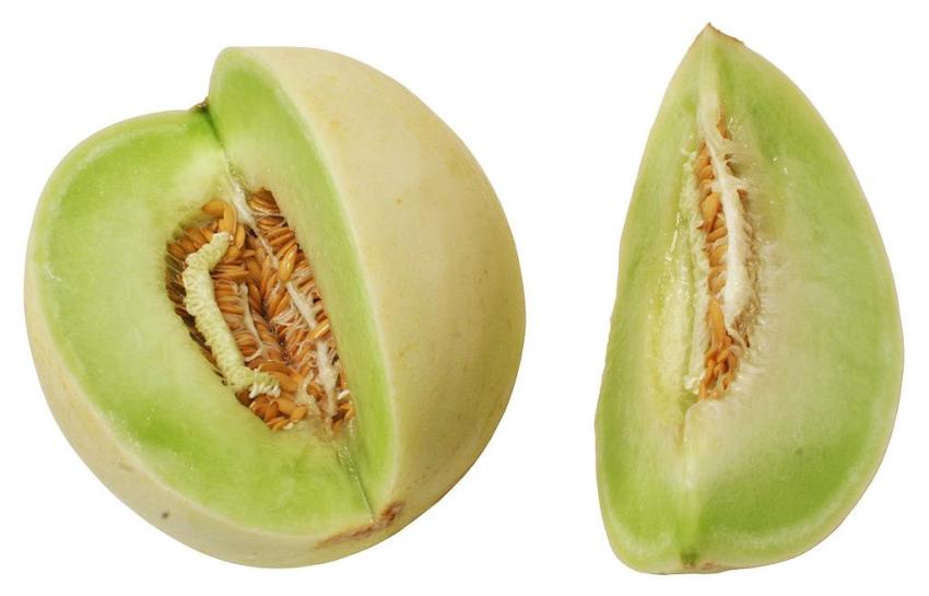 Studio shot of an organic Honeydew melon grown by delbosque farms USA