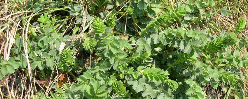 Sanguisorba minor