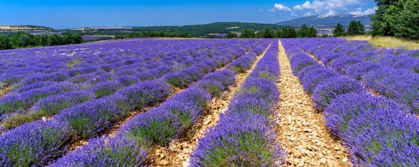 Lavendel - lavande - lavender