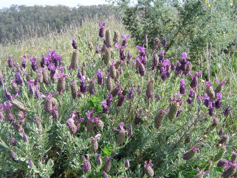 Lavandula stoechas, Ceuta, España