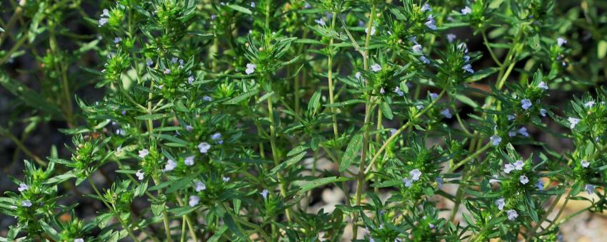 Plant Summer savory, (Satureja hortensis) from the Botanical Gardens of Charles University, Prague, Czech Republic