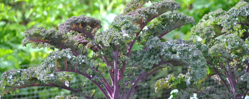 Curly Kale