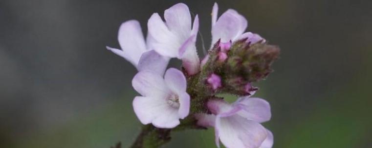 Verbena officinalis (Verbenaceae) (Vervain) - (flowering), Ortenaukreis (Landkreis), BRD