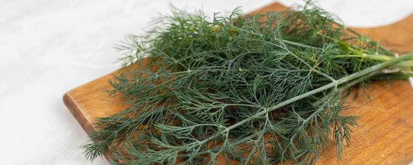 Fresh Dill on the wooden cutting board