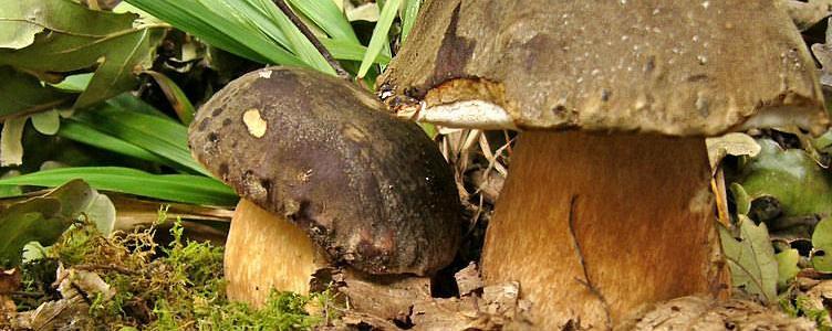 BOLETUS AEREUS Bull.:Fr.