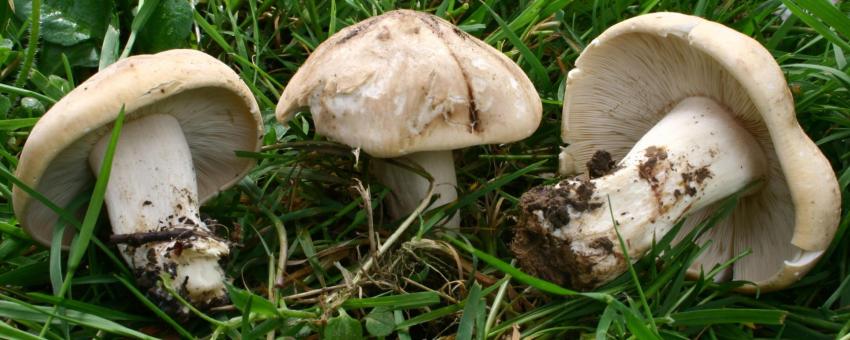 Calocybe gambosa (= Tricholoma gambosum), St. George's  mushroom, in a park near Massy, France.