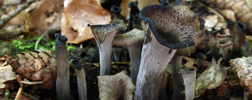 Trumpet of the dead, Black chanterelle, Black trumpet or horn of plenty, Craterellus cornucopioides, Family: Cantharellaceae, Location: Germany, Ringingen