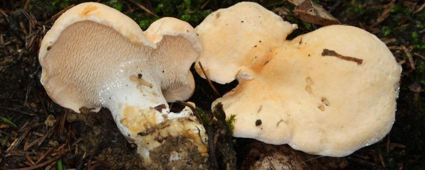 Wood Hedgehog or Hedgehog mushroom, Hydnum repandum, Family: Hydnaceae, Location: Germany, Ulm, Eggingen