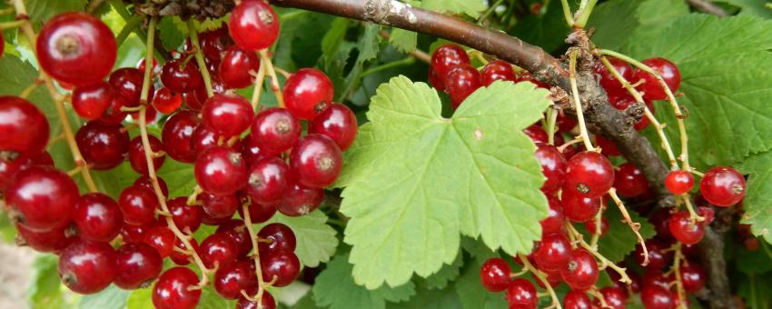 Red currant (Ribes rubrum). July 2014, Moscow region, Russia.