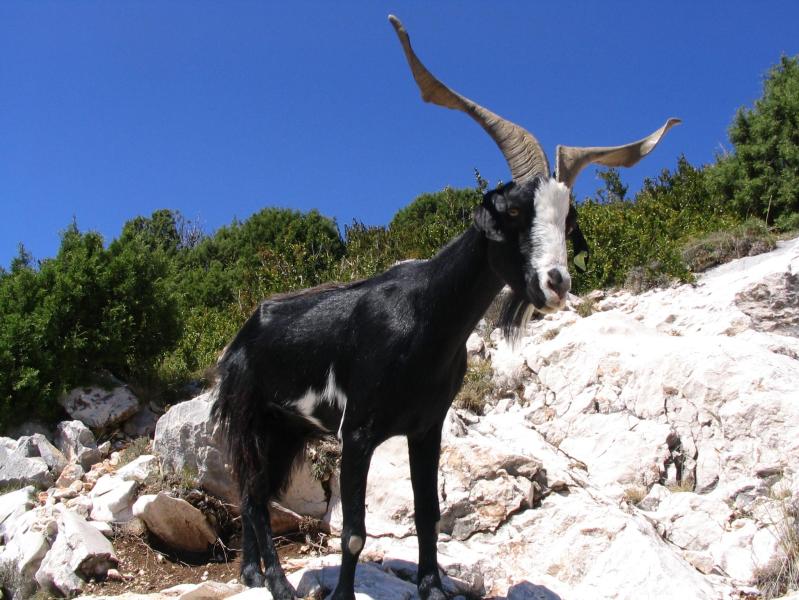 Capra aegagrus hircus, male (en:Domestic_Goat; de:Hausziege, Rasse: de:Rove-Ziege), picture taken in the mountains above the Gorges du Verdon, Provence, South-France