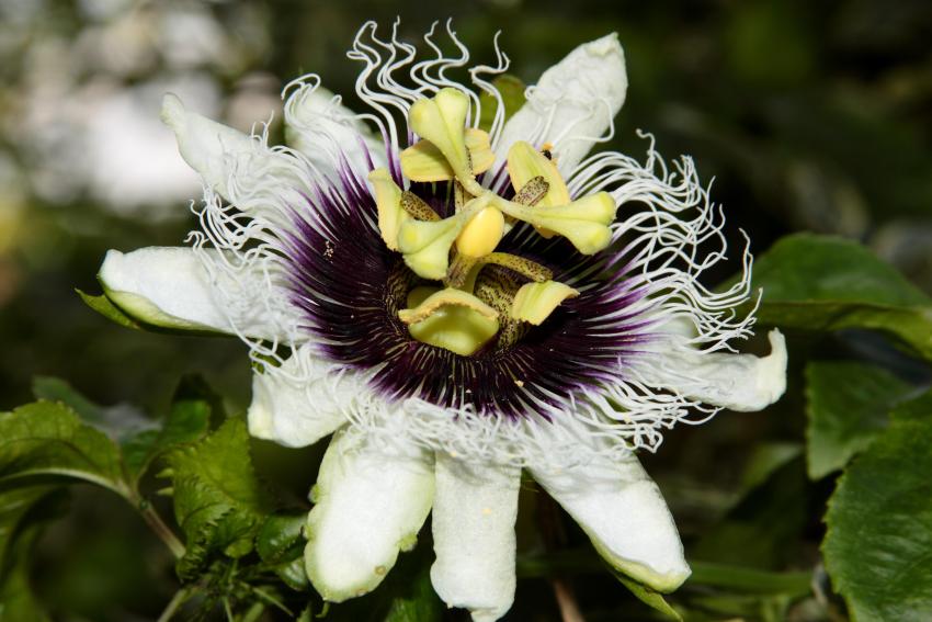 Passion flower (Passiflora edulis). Photo taken at Campinas, São Paulo, Brazil