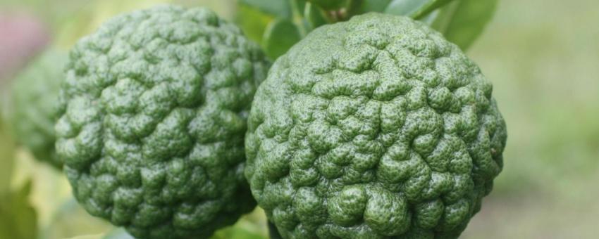 Citrus hystrix fruit. Bellingen, Australia.