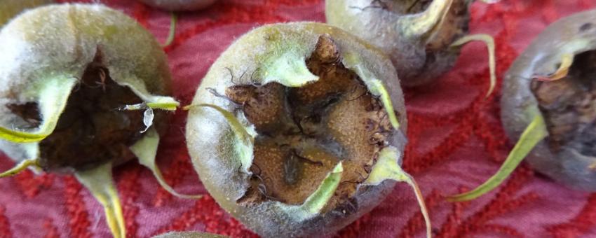 Medlar (Mespilus germanica) fruit, Barrmill Park, North Ayrshire, Scotland.