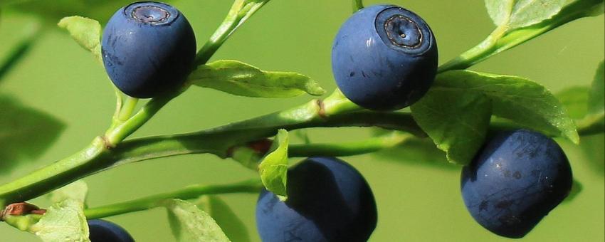 European blueberries (common bilberry or blue whortleberry) on the branch. Photography in a forest of Saxony, Germany.