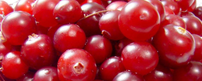 Vaccinium oxycoccus (Cranberries)