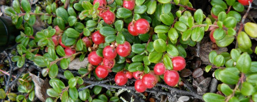Lingonberry Vaccinium vitis-idaea var. minus foliage and fruit. Denali Highway, Alaska.