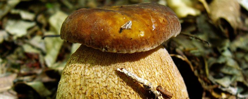 Boletus reticulatus?