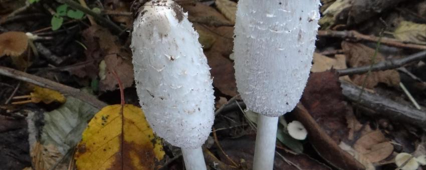 Coprinus comatus