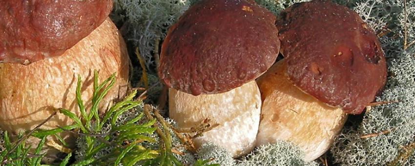 Three Boletus pinophilus