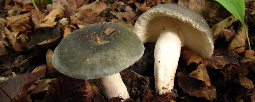 Picture of Charcoal burner (Russula cyanoxantha) in the forest. Cap, gills and stip are visible. Near the swamp of Charvas, Isère, France, 29 September 2010.