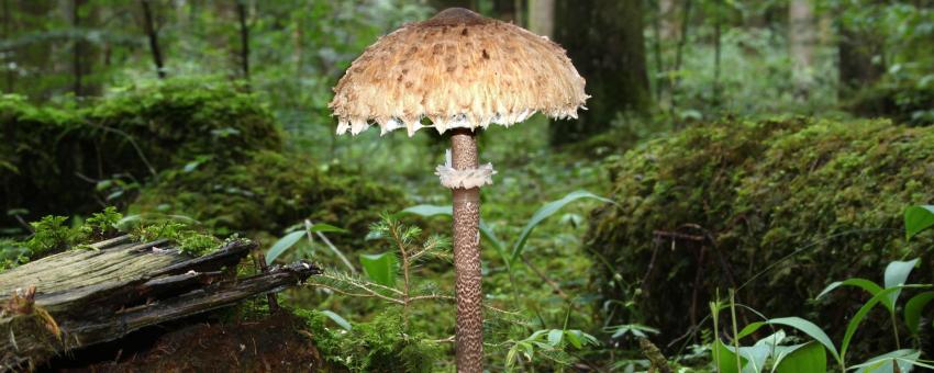 Parasol mushroom, Macrolepiota procera, Family: Agaricaceae, Location: Southern Germany, Ulm, Eggingen.