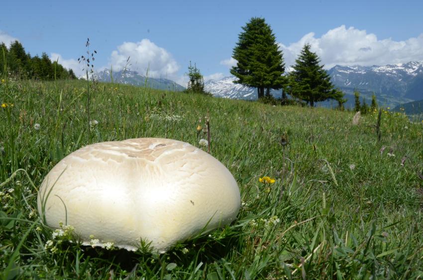A giant Langermannia gigantea (or Calvatia gigantea) in this mountain meadow (GB= Giant puffball, D= Riesenbovist, NL= Reuzenbovist) mushroom (some 300 mm) near Les Chapelles in the Isere Valley