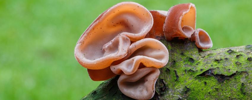 Auricularia auricula-judae (Family Auriculariaceae) on dead branch.