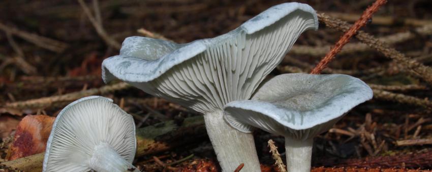 Aniseed toadstool, Clitocybe odora, Family: Tricholomataceae, Location: Southern Germany, Baden-Württemberg, Ulm.