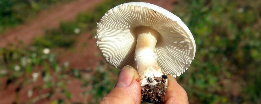 White daperling, smooth lepiota, or  smooth Parasol