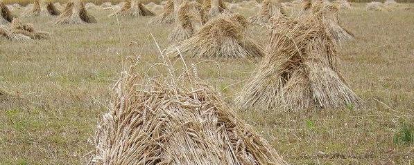 Wheat sheaves near King's Somborne The sheaves are put together into a stook.