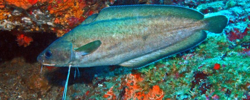 Phycis phycis from Area naturale marina protetta di Portofino