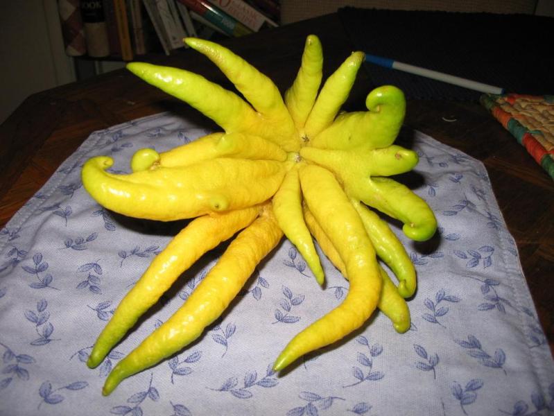 "A Buddha's Hand fruit in all its glory."