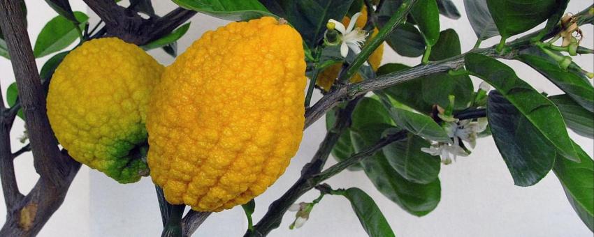 Chinesische Zedrat-Zitrone (Citrus medica 'Aurantiata') in der Ausstellung der 12. Wiener Zitrustage in der Orangerie Schönbrunn, 2012. Gleichzeitiger Frucht- und Blütenstand.