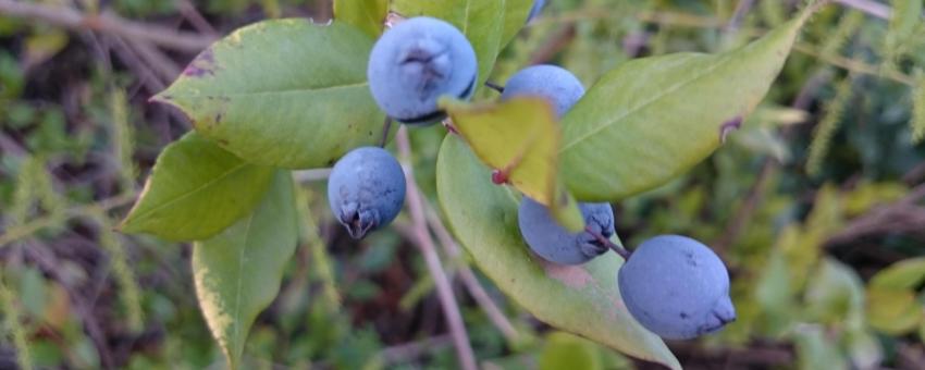 Le myrte aux montagnes de Jijel.  Quand les délices des fruits se mêle aux senteurs des feuilles.